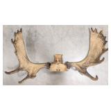 Moose Antler & Skull Plate Taxidermy Wall Mount