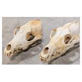 (2) Coyote Skull Taxidermy
