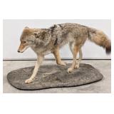 Stalking Coyote Full Body Taxidermy Mount on Base
