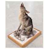 Coyote Caught in Trap Full Body Taxidermy Mount