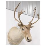 White Caribou Shoulder Mount Taxidermy