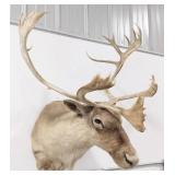 Caribou Shoulder Mount Taxidermy