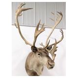 Very Large Caribou Shoulder Mount Taxidermy