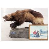 HUGE Wolverine Full Body Taxidermy Mount by Knopp