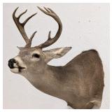 8-Point Whitetail Deer Shoulder Mount Taxidermy