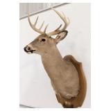 8-Point Whitetail Deer Shoulder Mount Taxidermy on