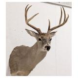 7-Point Whitetail Deer Shoulder Mount Taxidermy