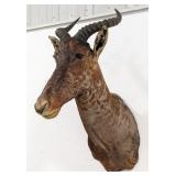 Vtg African Tsessebe Shoulder Mount Taxidermy