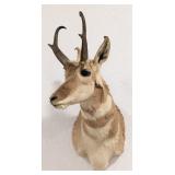 Pronghorn Shoulder Mount Taxidermy