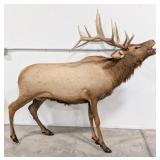 6x6 Bull Elk Full Body Taxidermy Mount Missing Bas