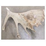 Large Carved Moose Antler Shed