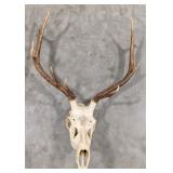 5x4 European Elk Skull & Antler Mount Taxidermy