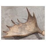 Moose Antler Shed