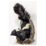 Skunk in His Burrow Half Body Wall Mount