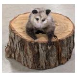 Possum in the Den Full Body Taxidermy Mount