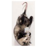 Beer Drinkin' Hanging Possum Full Body Taxidermy M