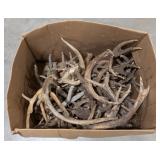 28lbs of Dried Antler Sheds