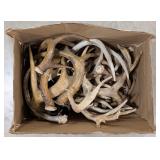 32lbs of Dried Antler Sheds