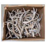 65lbs of Dried Antler Sheds