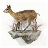 African Klipspringer Full Body Taxidermy Wall Moun