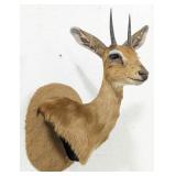 African Steinbok Antelope Shoulder Mount Taxidermy