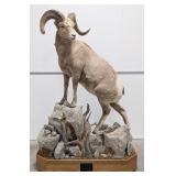 VERY RARE Russian Kamchatka Bighorn Sheep Full Bod