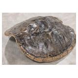 15in Long Snapping Turtle Shell