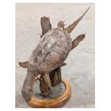 Large Swimming Snapping Turtle Full Body Taxidermy