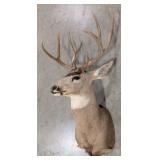 10-Point Mule Deer Shoulder Mount Taxidermy