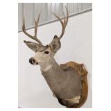 8-Point Mule Deer Shoulder Mount Taxidermy on Plaq