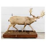 Large Non-Typical 24-Point Mule Deer Full Body Mou