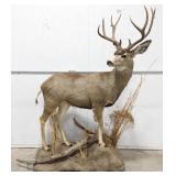 Full Body 12-Point Mule Deer Taxidermy Mount