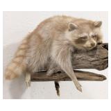 Albino Racoon Full Body Taxidermy Mount on Driftwo