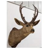 Vtg Non-Typical Mule Deer Shoulder Mount Taxidermy
