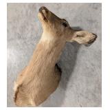 Vtg Whitetail Doe Shoulder Mount Taxidermy