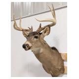 10-Point Whitetail Deer Shoulder Mount Taxidermy