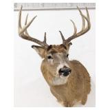 10-Point Whitetail Deer Shoulder Mount Taxidermy