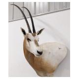 African Scimitar Oryx Shoulder Mount Taxidermy