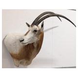 Scimitar Oryx Shoulder Mount Taxidermy