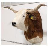 Bull Longhorn Steer Shoulder Mount Taxidermy