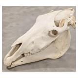 Zimbabwe Zebra Skull Taxidermy Mount