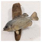 Rock Bass on Driftwood Taxidermy Mount