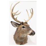 9-Point Whitetail Deer Shoulder Mount Taxidermy