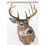 12-Point Whitetail Deer Shoulder Mount Taxidermy