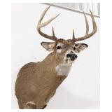 8-Point Whitetail Deer Shoulder Mount Taxidermy