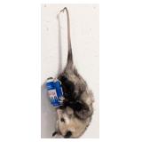 Beer Drinkin' Hanging Possum Full Body Taxidermy M