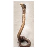 Cobra Full Body Taxidermy Mount