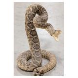 Rattlesnake Full Body Taxidermy Mount