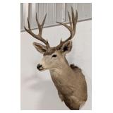 10-Point Mule Deer Shoulder Mount Taxidermy