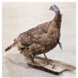 Strutting Turkey Full Body Taxidermy Mount